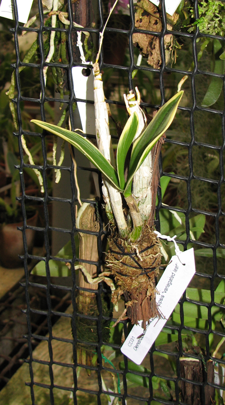 Dendrobium Phalaenopsis mini 'Variegated leaf'.jpg