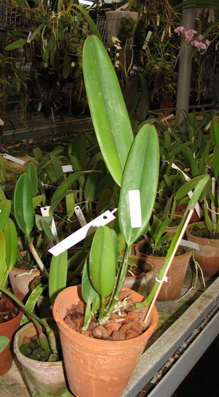 Фото орхидеи Cattleya quadricolor semi alba x Cattleya quadricolor 'Da. Zoraide'