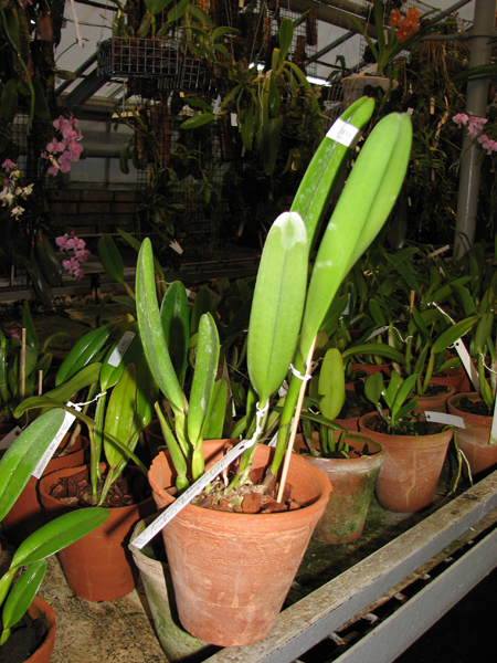 Фото орхидеи Laelia purpurata atropurpurea (rubra) 'Black' x SELF
