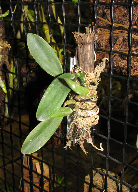 Фото орхидеи Sophronitis bicolor 'Ebani' x Sophronitis bicolor 'Munhol'