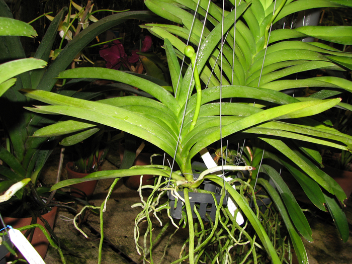 Фото орхидеи Vanda Kultana Delight x Vanda Banghieckhan Blue x Vanda Dr.Anek