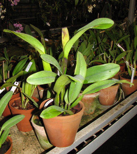 Фото орхидеи Laeliocattleya Chan Hsiu Jewel 'San Mei'