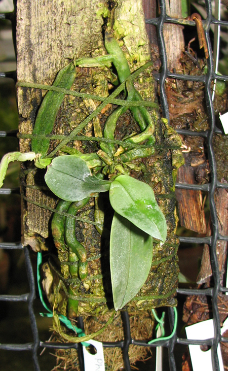 Фото орхидеи Phalaenopsis parishii