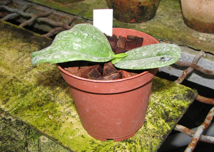 Phalaenopsis Auspice Knight 'Malayan'.jpg