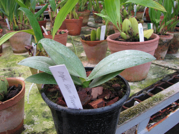 Doritaenopsis Siam Treasure 'Blue'.jpg