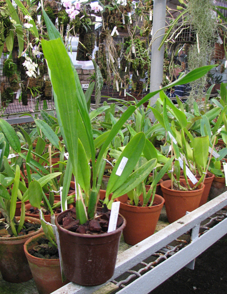 Zygopetalum 'Rhein Blue Angel'.jpg