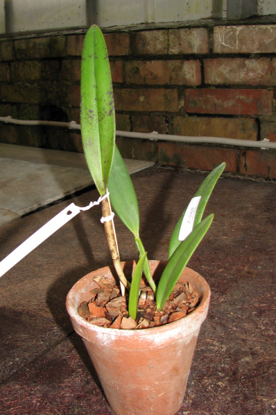 Фото орхидеи Cattleya eldorado concolor punctata 'Bela' x SELF