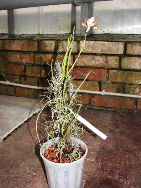 Фото орхидеи Vanda teres