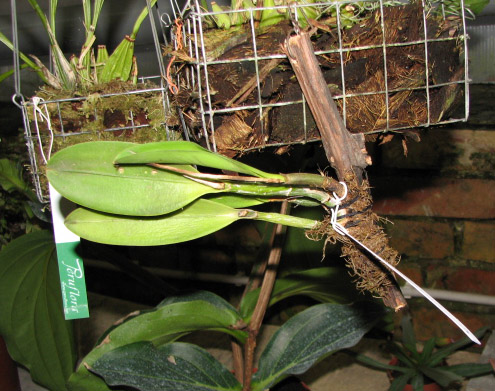 Фото орхидеи Laeliocattleya Hwa Yuan Angel 'Little Beauty'