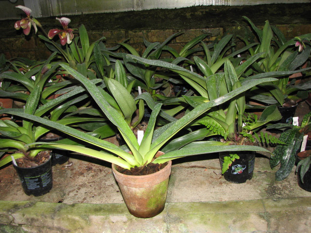 Paphiopedilum stonei × rothschildianum.jpg