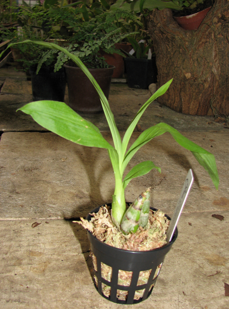 Catanoches Jumbo Chastity.jpg