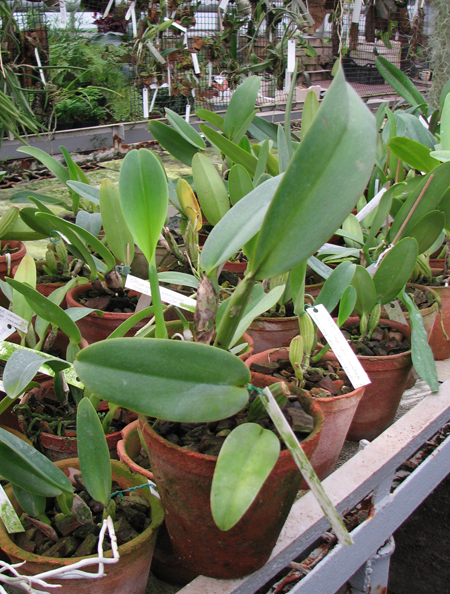 Cattleya warneri semi alba (boa forma) x Cattleya warneri semi alba 'Rubi'.jpg