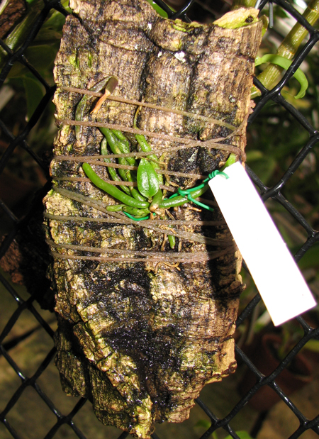 Chiloschista lunifera.jpg