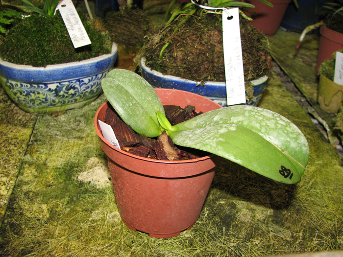 Phalaenopsis Auspice Knight 'Malayan'.jpg