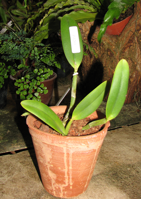 Cattleya lueddemanniana alba 'Candia' x SELF.jpg