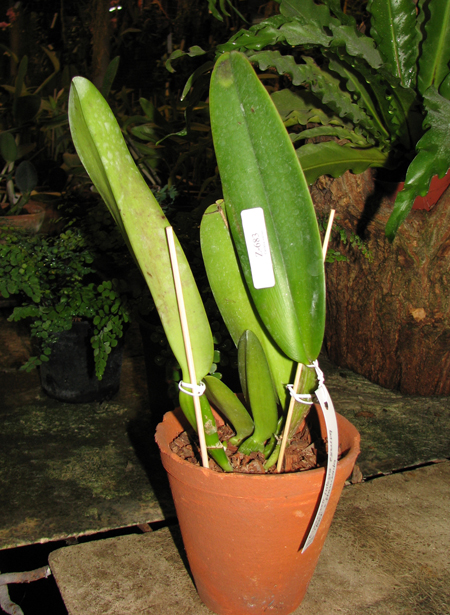 Cattleya warneri integra escura 'AWZ' x Cattleya warneri flameada.jpg