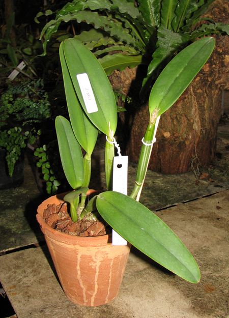 Cattleya lueddemanniana tipo 'Royal Flash' x Cattleya lueddemanniana tipo 'Drago'.jpg