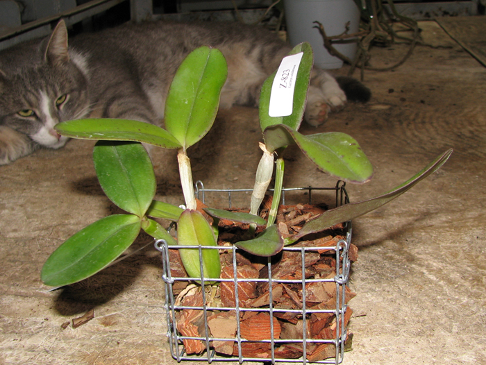 Cattleya schilleriana 'Cleber Munhol' x Cattleya schilleriana 'Pedra do Vento'.jpg