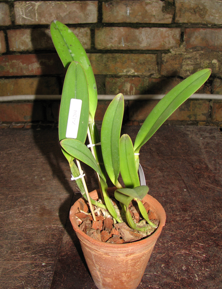 Фото орхидеи Cattleya lueddemanniana rubra 'Dark Giant' x Cattleya lueddemanniana escura 'Fennel IX'