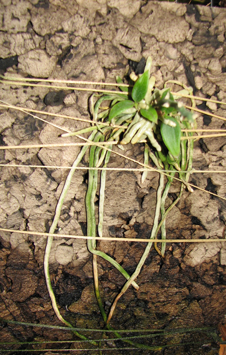 Chiloschista usnoides.jpg