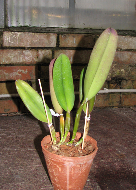 Фото орхидеи Cattleya labiata rubra 'Schuller' x Cattleya labiata rubra 'Deize'