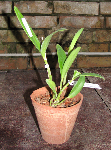 Фото орхидеи Cattleya intermedia semi alba-orlatao 'Fusae' x Cattleya intermedia pelorica 'Rabo de Pavao'