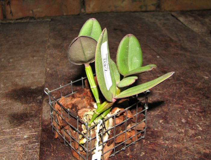 Cattleya schilleriana 'Biriricas' x Cattleya schilleriana 'Olinda'.jpg