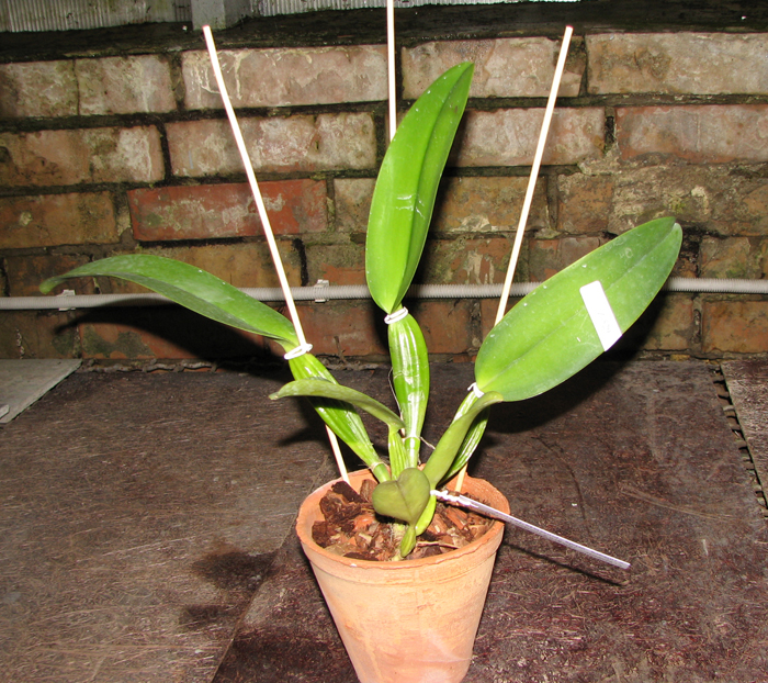 Cattleya warneri integra 'Evandro Perini' x Cattleya warneri inegra-orlata-pincelada 'Leonor'.jpg