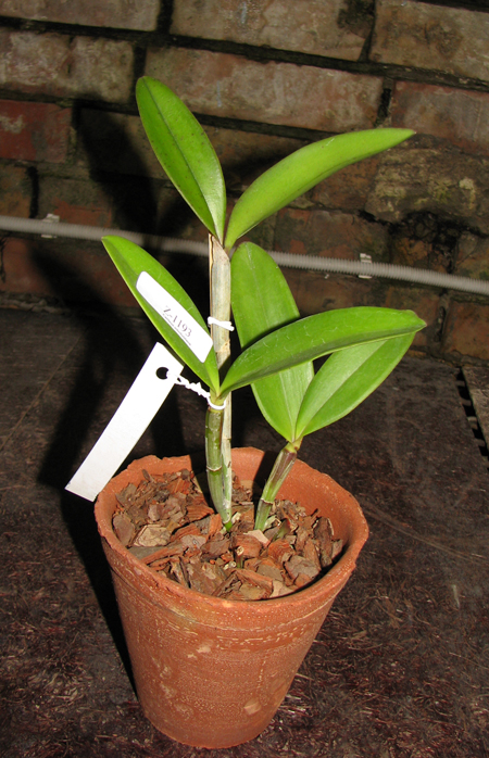Фото орхидеи Cattleya granulosa 'Coliseu' x Cattleya granulosa 'Formosa'