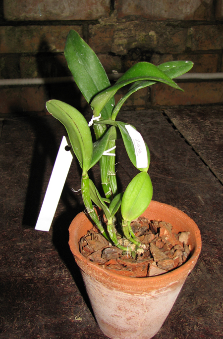 Фото орхидеи Cattleya intermedia orlatão 'Pedra Azul' x Cattleya intermedia flamea