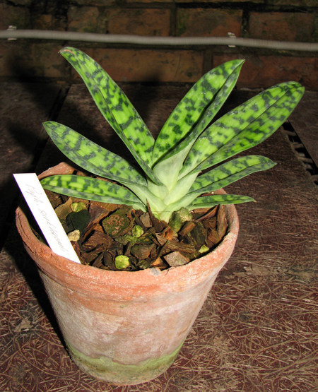 Фото орхидеи Paphiopedilum sukhakulii × sib