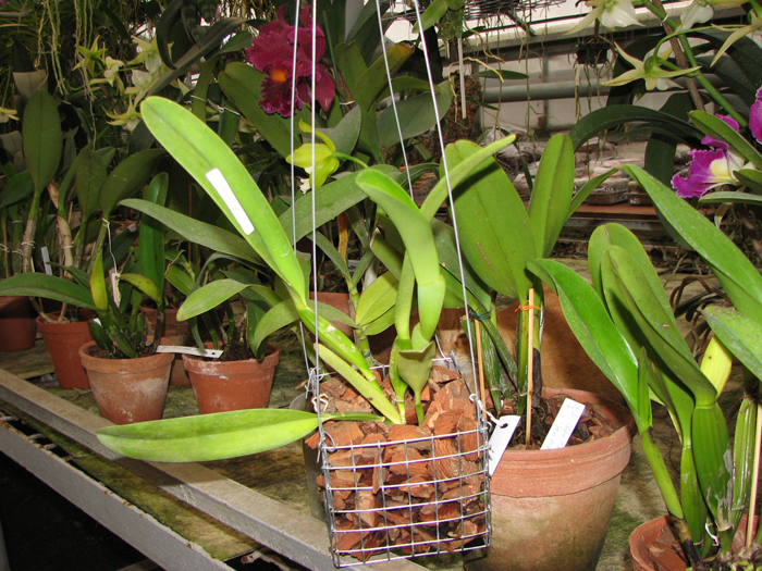 Cattleya dowiana x self.jpg