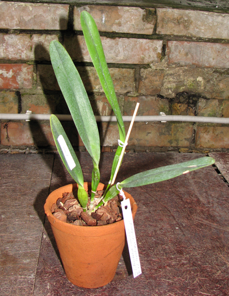 Laelia tenebrosa vinicolor x Laelia tenebrosa 'Richard'.jpg