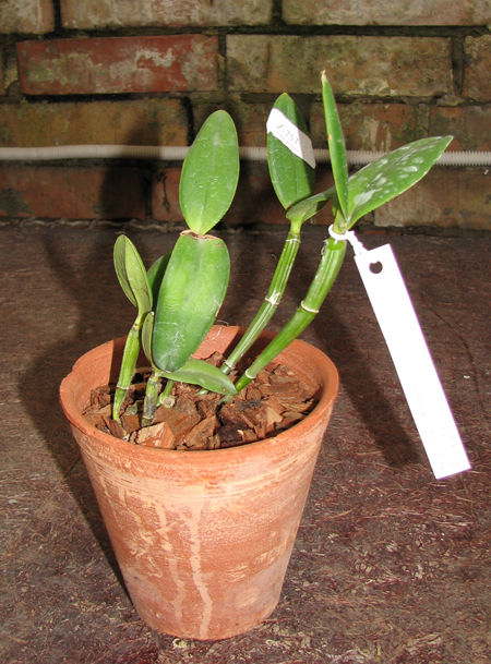 Фото орхидеи Cattleya intermedia aquini rosea-concolor XXX x Cattleya intermedia aquini alba 'Superba' XXX