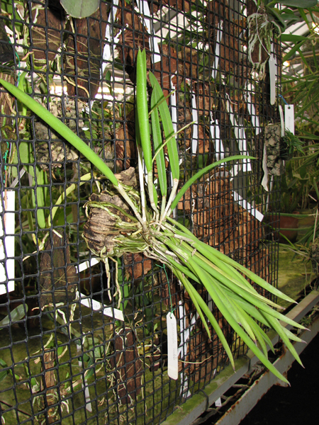 Brassavola nodosa.jpg