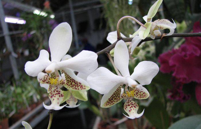 Phalaenopsis stuartiana.jpg