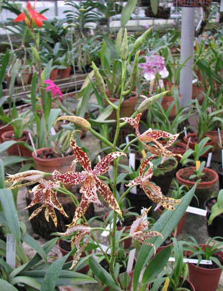 Odontoglossum Cynthia Hill.jpg