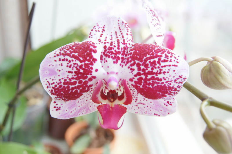 Phal. ELEGANT BEAUTY