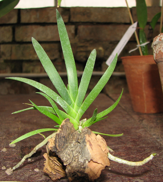 Podangis dactyloceras.jpg