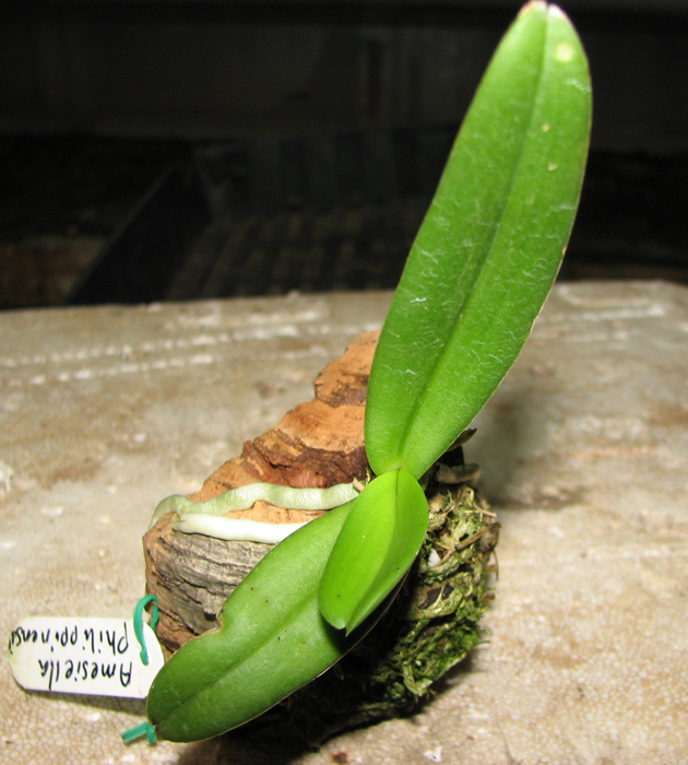 С цветоносом.