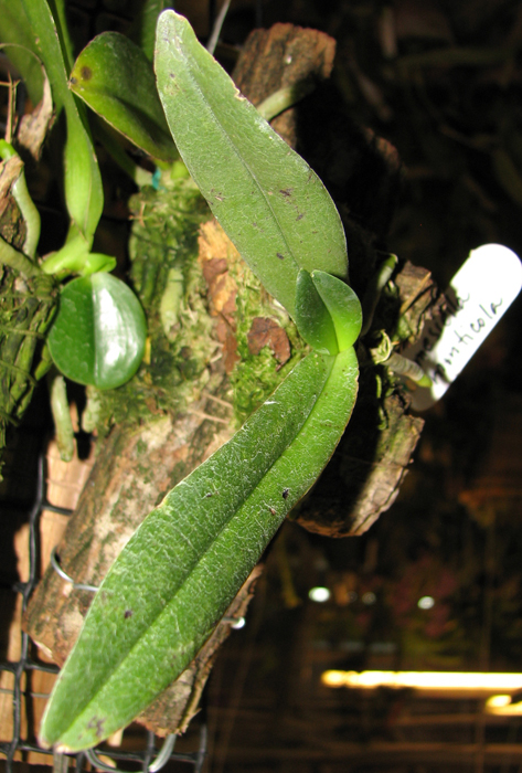 Amesiella monticola.jpg