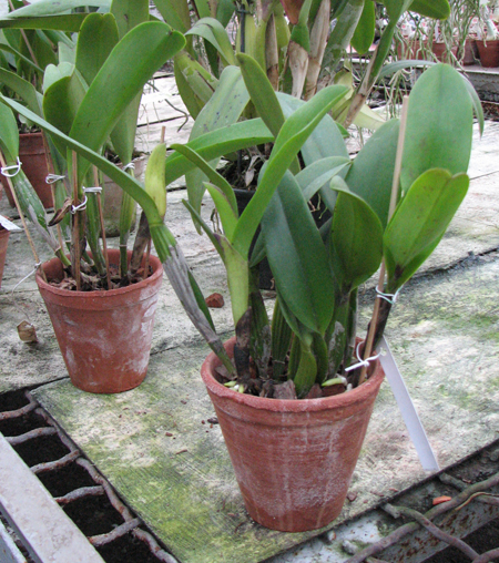 Laeliocattleya Chan Hsiu Jewel 'San Mei'.jpg