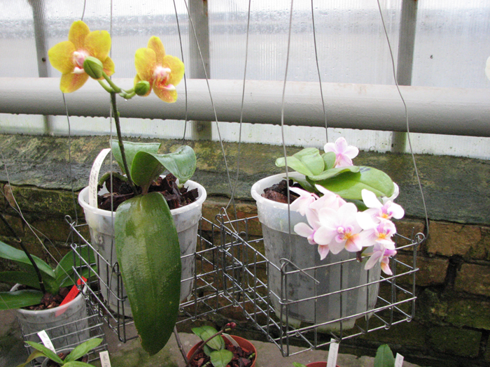 Phalaenopsis Sogo Cake and Phalaenopsis Liu's Rainbow 'ORCHIS'.jpg