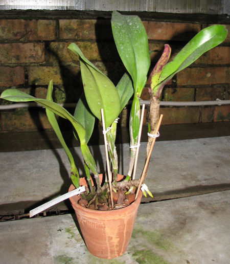 Brassolaeliocattleya Hsinying Flash 'Fire Flame'.jpg