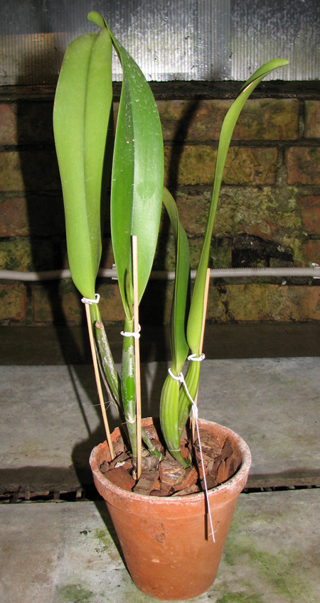 Brassolaeliocattleya Success Dream 'Miracles'.jpg
