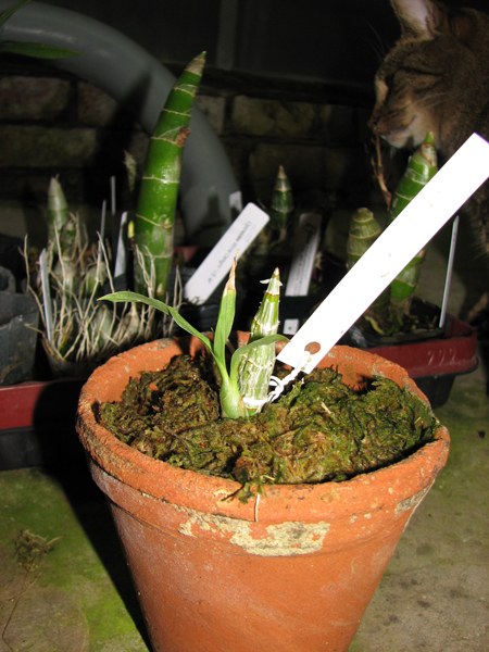 Catasetum osculatum (spoted x super spoted).jpg