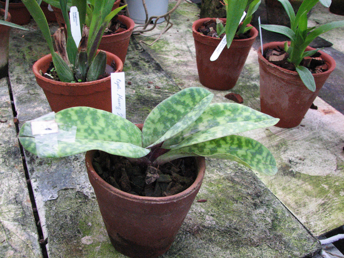 Paphiopedilum Hung Sheng Bay.jpg
