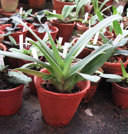 Paphiopedilum complex hybrid.jpg