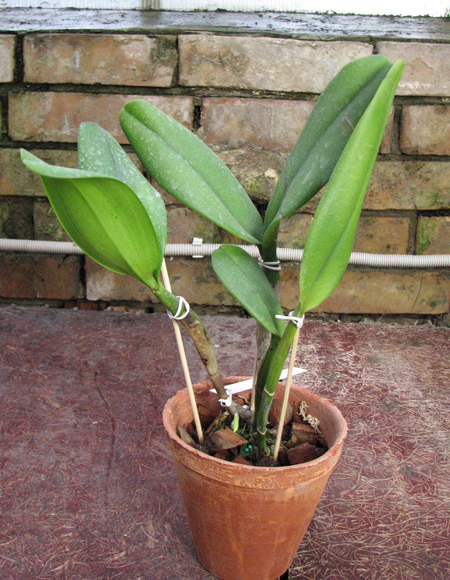 Brassolaeliocattleya Orange Show 'Cloud Forest'.jpg
