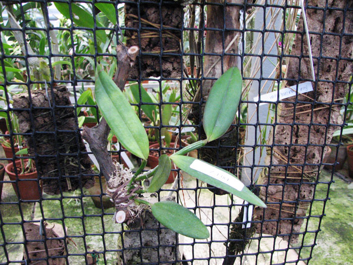Cattleya kerrii 'Itapebí' x Cattleya kerrii 'Bahia'.jpg